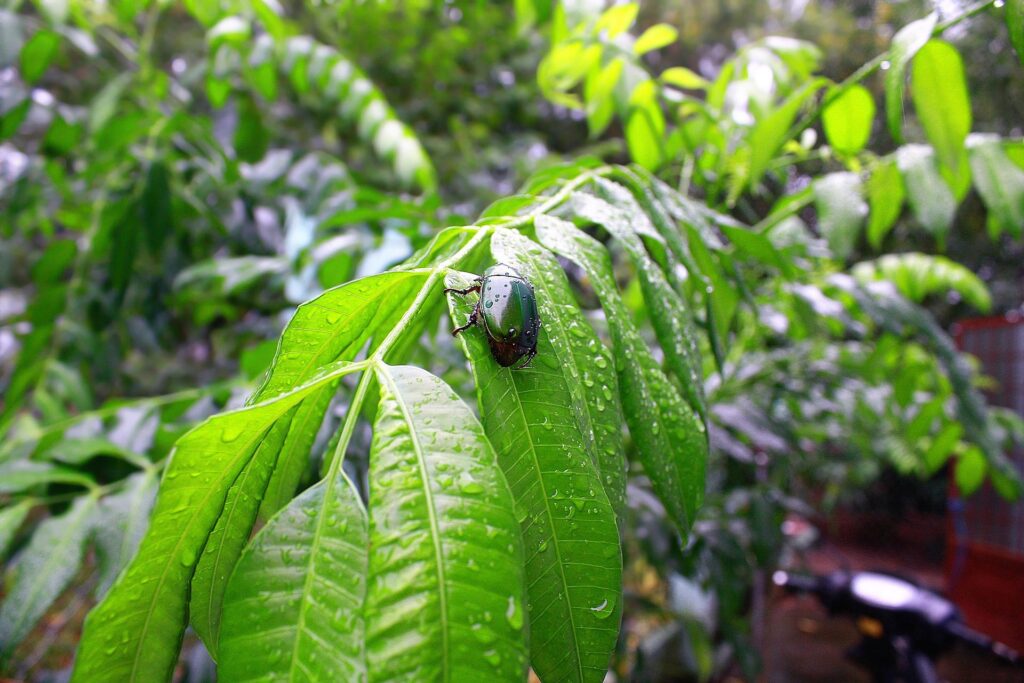 neem-oil-spray-for-plants-insect-pesticide
