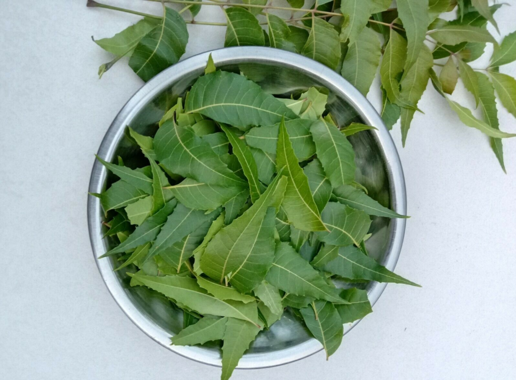 neem leaves in a bowl neem helps treat many conditions