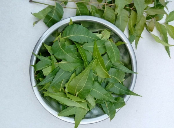 Neem For Candida: How To Treat Candida With Neem