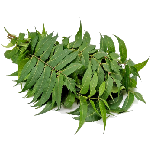 neem leaves neem leaf