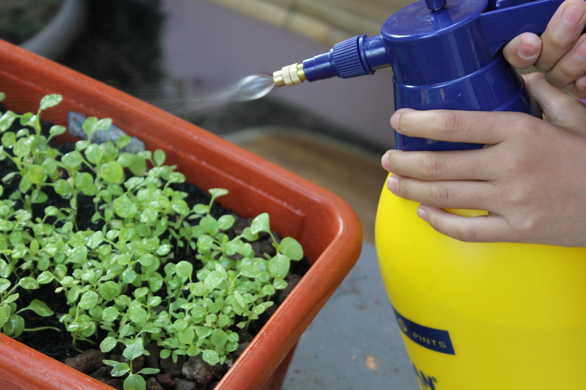 How To Use Neem Oil Spray for Plants