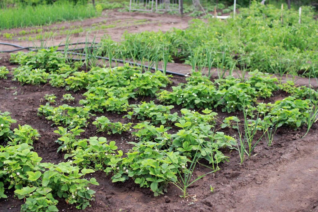 neem-seed-meal-organic-garden-pest-control-for-nematodes-super-neem