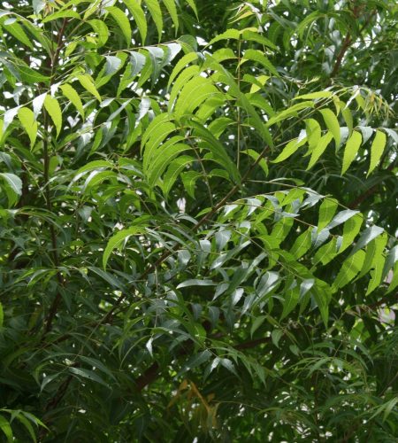 neem tree makes neem leaf extract, neem oil, neem spray for plants