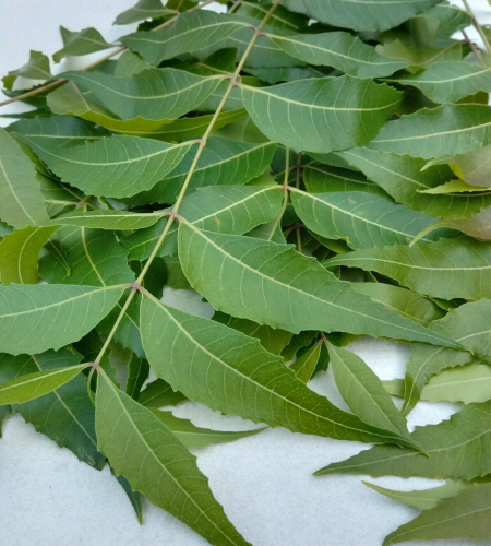neem-leaves-on-table-2